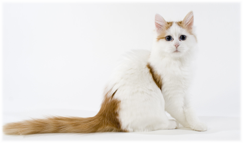 Turkish Van